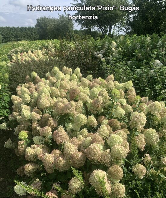 Bugás hortenzia"Pixio"