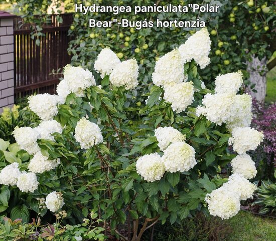 Bugás hortenzia"Polar bear"