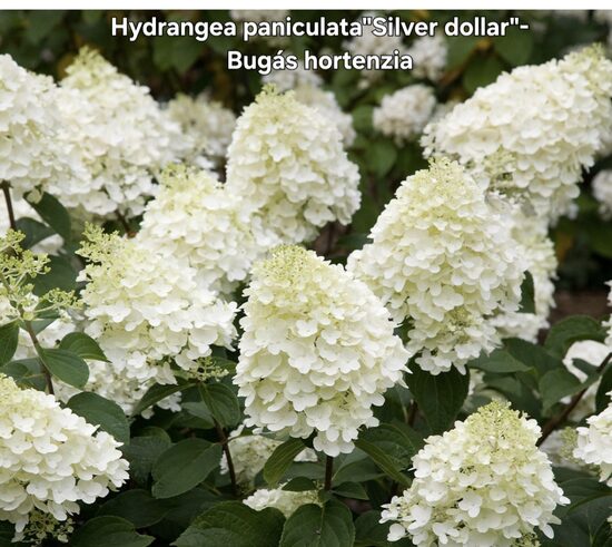 Bugás hortenzia -Silver dollar(Hydrangea paniculata)