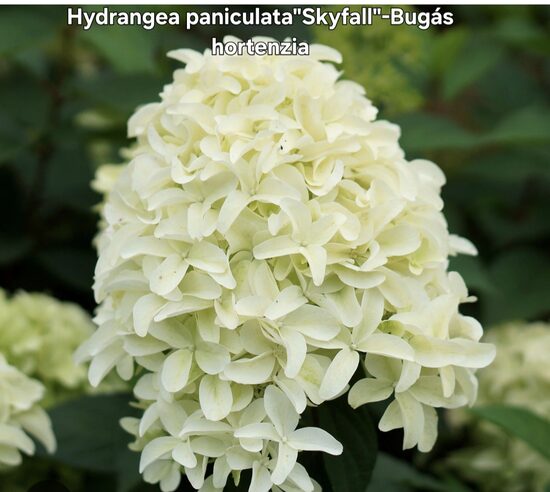 Bugás Hortenzia-Skyfall