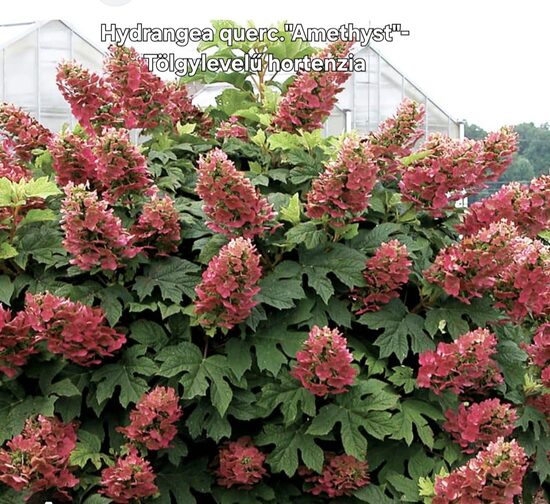 Tölgylevelű hortenzia "Amethyst"
