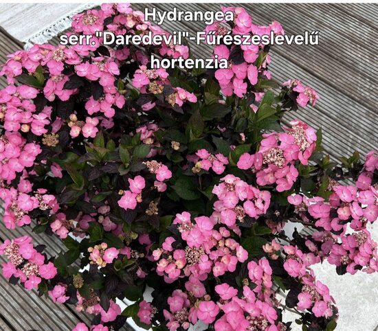 Hydrangea serr. Daredevil-Fűrészeslevelű hortenzia