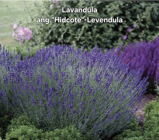 Levendula"Hidcote "