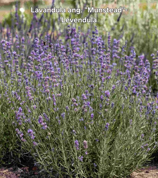Levendula"munstead"