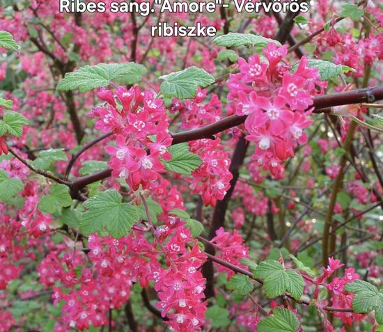 Díszribiszke"Amore"