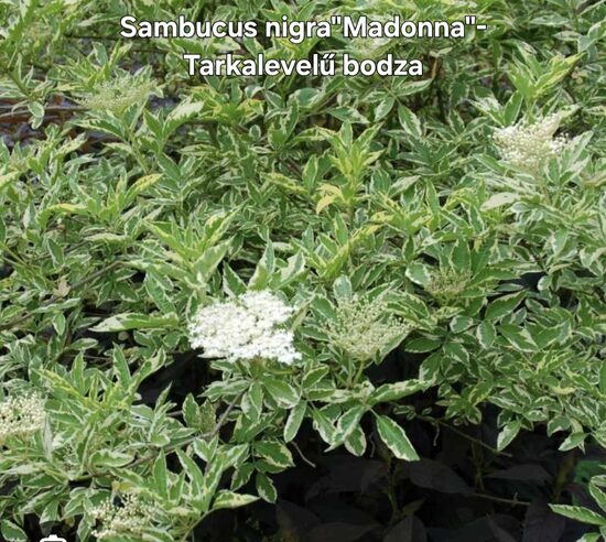 Tarkalevelű bodza"Madonna"