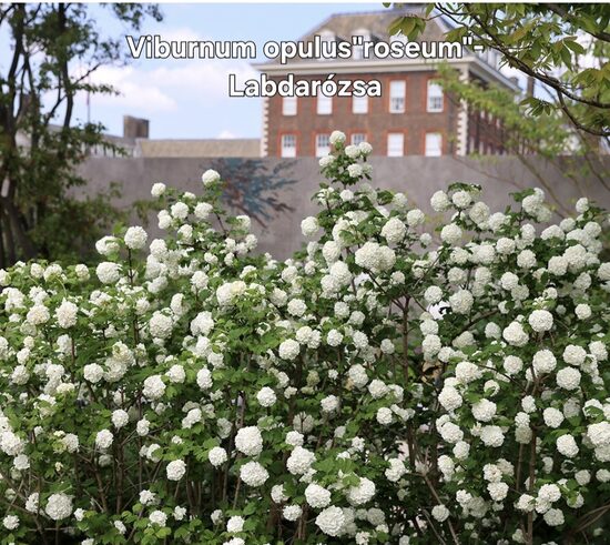 Labdarózsa-Viburnum opulus"roseum"