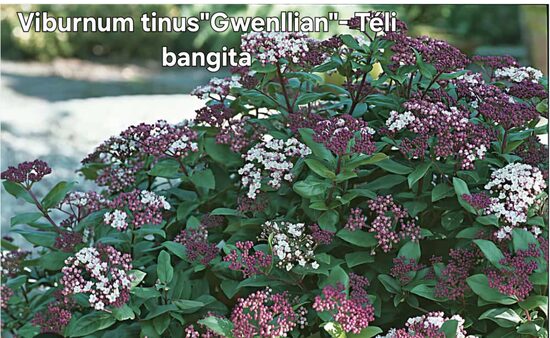 Téli bangita"Gwenllian"