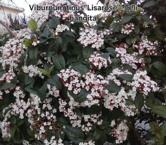 Téli bangita"Lisarose"
