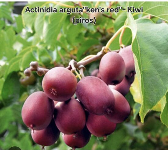 Kiwi"ken's red"