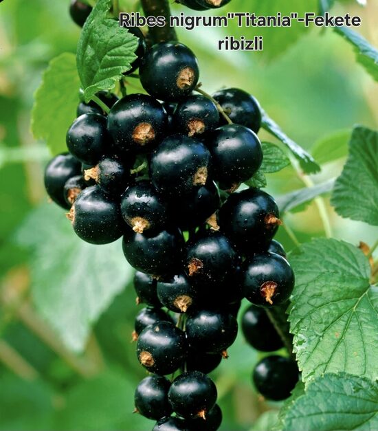 Fekete ribizli"Titania"
