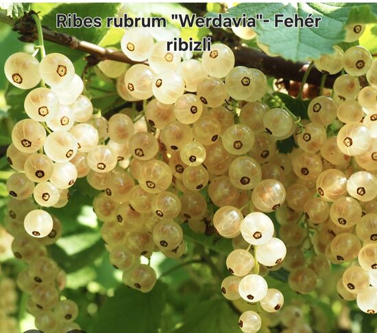Fehér ribizli