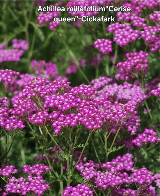 Cickafark"cerise queen"