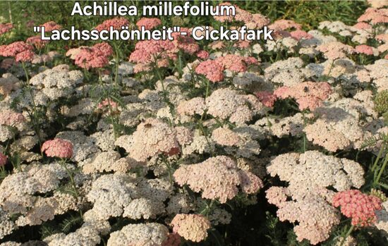 Cickafark"Lachsschönheit"