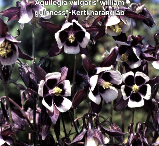 Kerti harangláb"william guinnes"