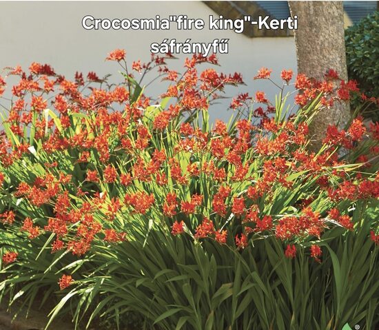 Kerti sáfrányfű"fire king" 