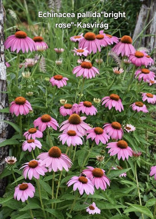 Rózsaszín Kasvirág