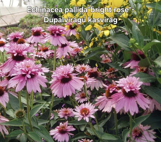 Duplavirágú kasvirág