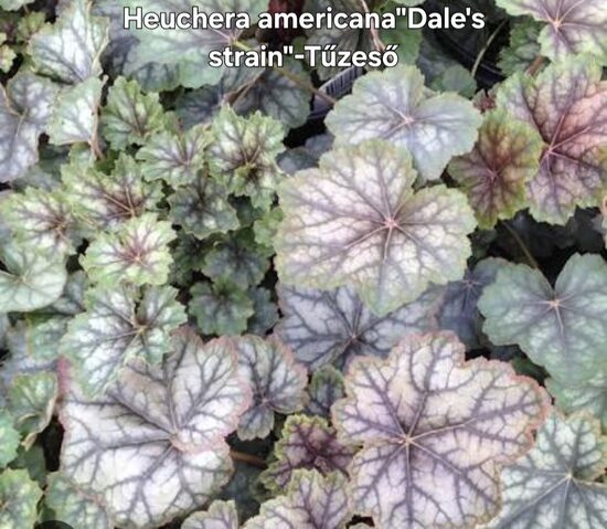 Heuchera" Dale's train" 