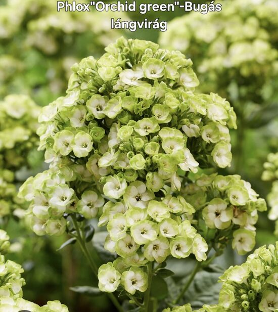 Bugás lángvirag"Orchid green"