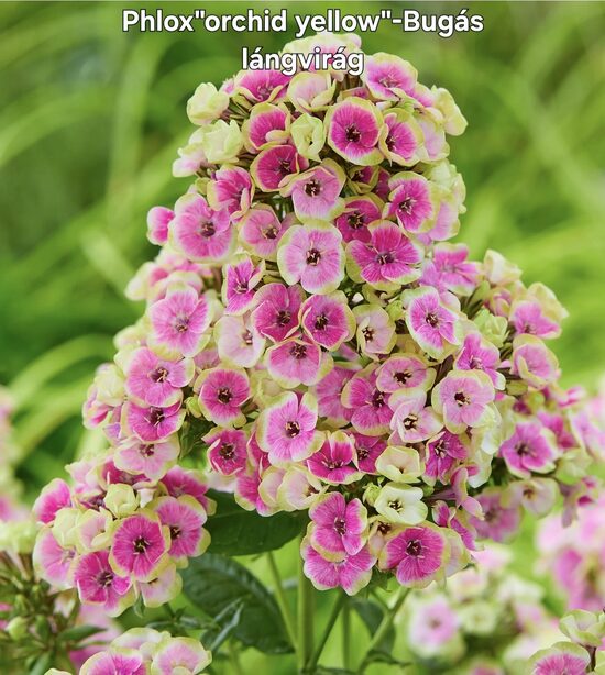 Bugás lángvirág"Orchid yellow"
