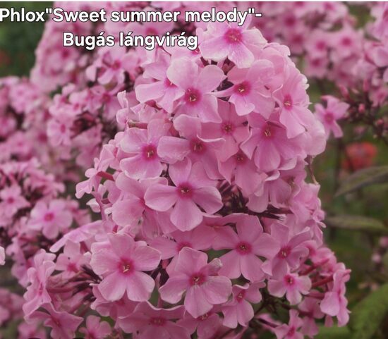 Bugás lángvirág"sweet summer melody"