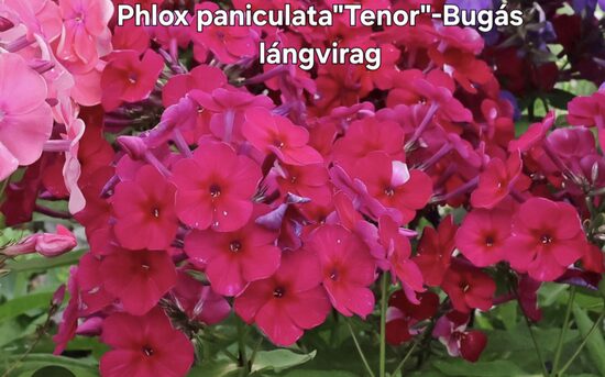 Bugás lángvirág"Tenor"