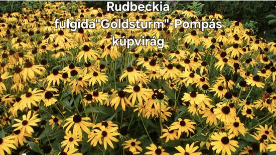 Rudbeckia"Goldstrum"-Pompás kúpvirág