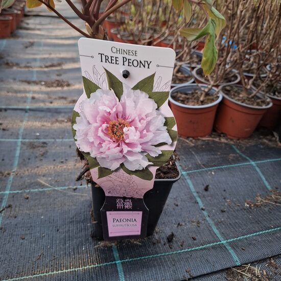 Fásszárú bazsarózsa