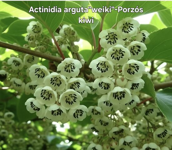 Porzós kiwi"weiki"