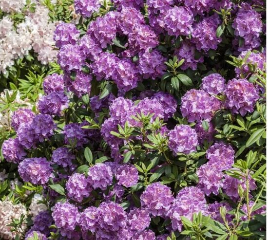 Rhododedron "Alfred"