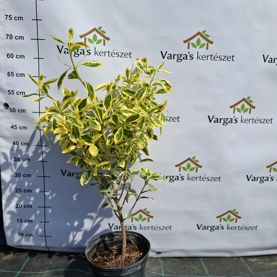 Aranytarka kecskeragó