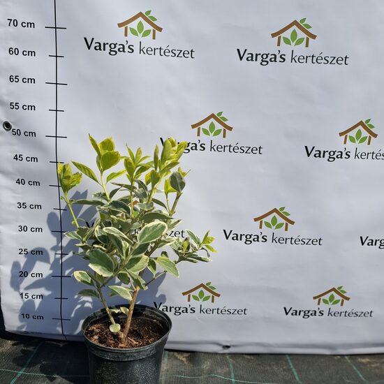 Zöld-tarka kecskeragó 