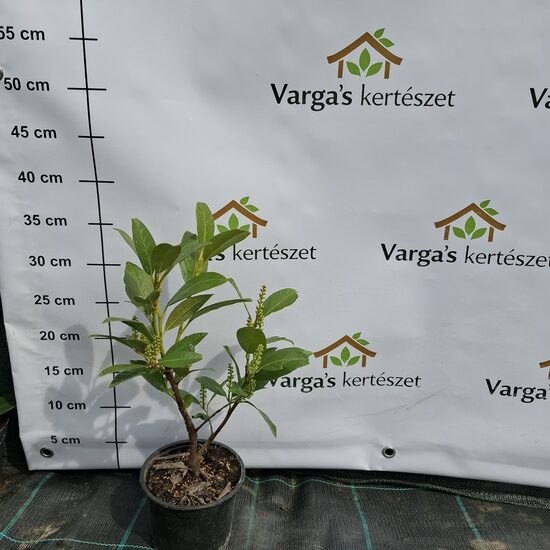 Törpe"Mano" Babérmeggy 