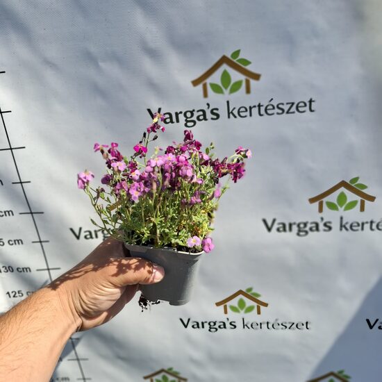 Pázsitviola-Lilás-rózsaszín