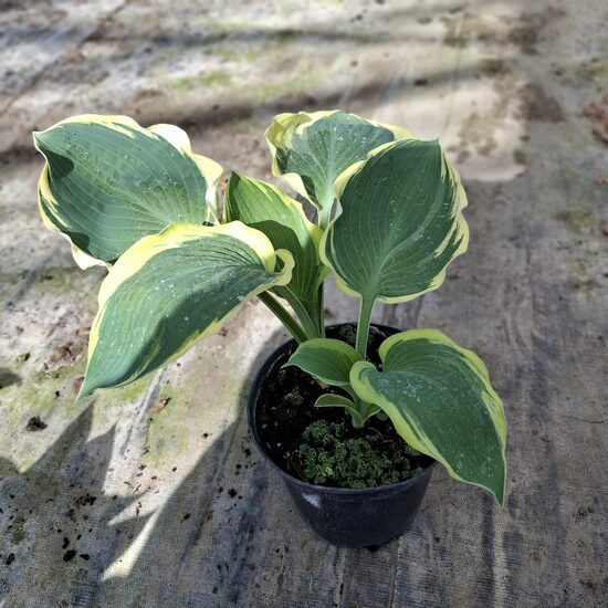 Hosta"broad band"-Árnyékliliom