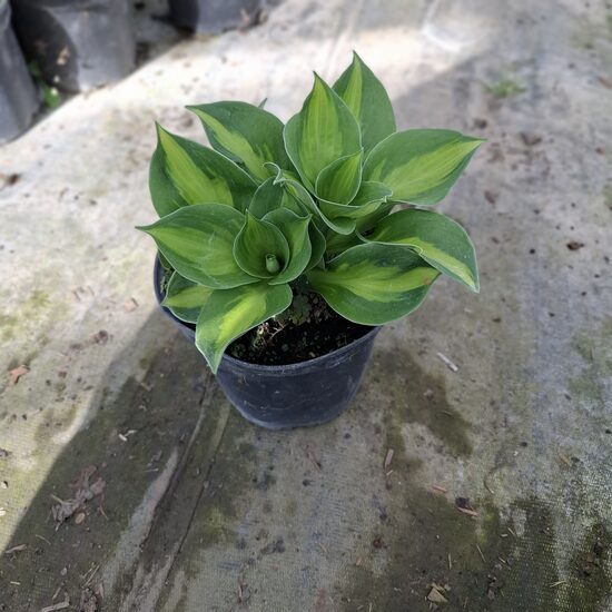 Hosta "sunset groves"-Árnyékliliom