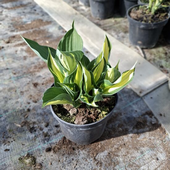 Hosta"Anne"-Árnyékliliom
