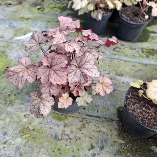 Heuchera"Obsidian"-Tűzeső