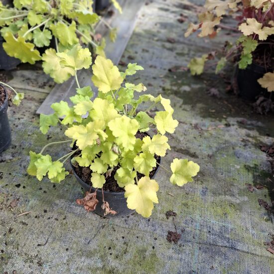 Heuchera"Lemon love"-Tűzeső