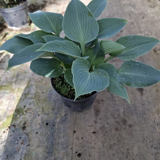 Hosta-árnyékliliom(blue angel)
