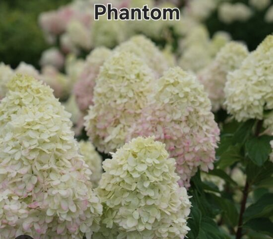 Bugás Hortenzia Phantom