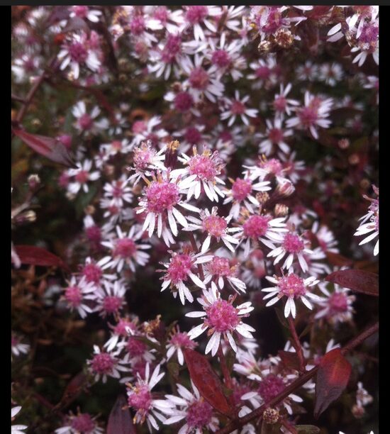 Aster "Lady in black"-Őszirózsa