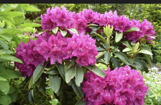 Rhododedron "Alfred"