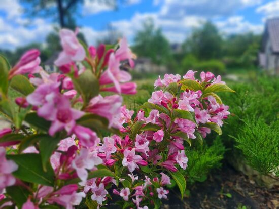 Weigela -Pink princess