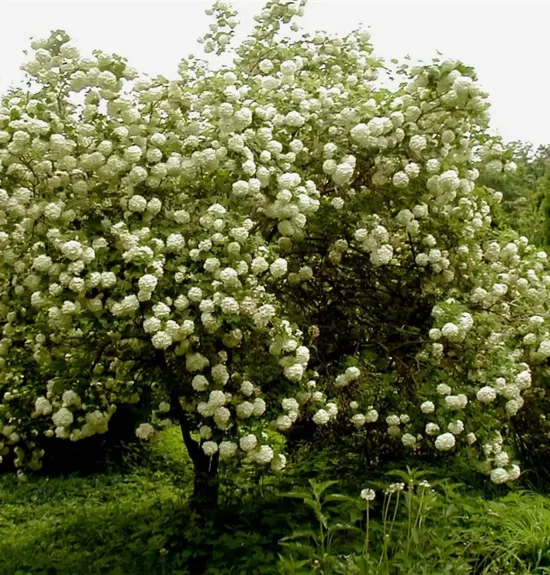 Labdarózsa-Viburnum opulus"roseum" K2