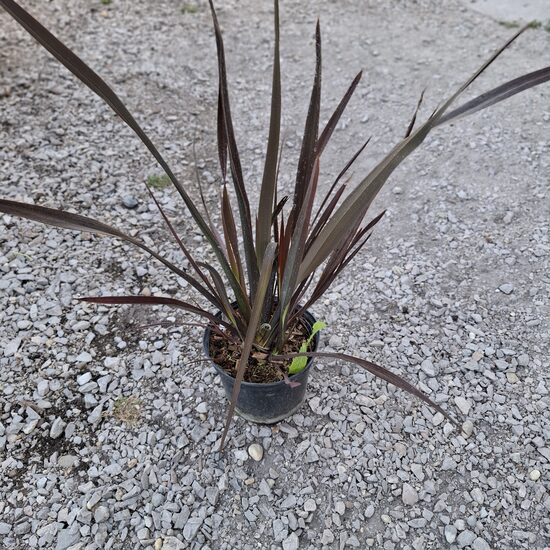 A Phormium tenax 'Atropurpureum' (új-zélandi vászonfű)
