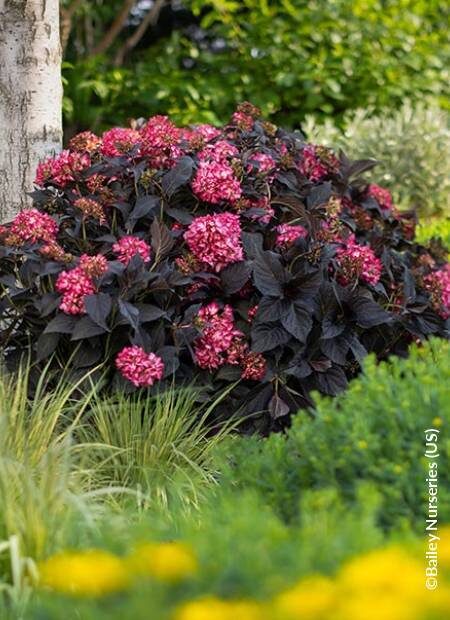 Eclipse hortenzia
