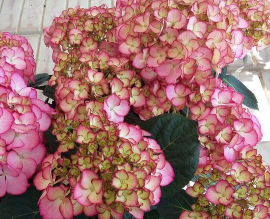 Kerti hortenzia-Hydrangea macrophylla 'Adula'