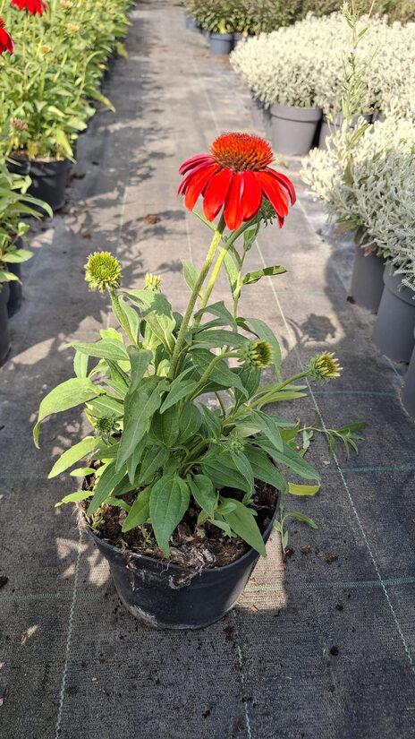 Kasvirág-Papaya[Echinacea]
